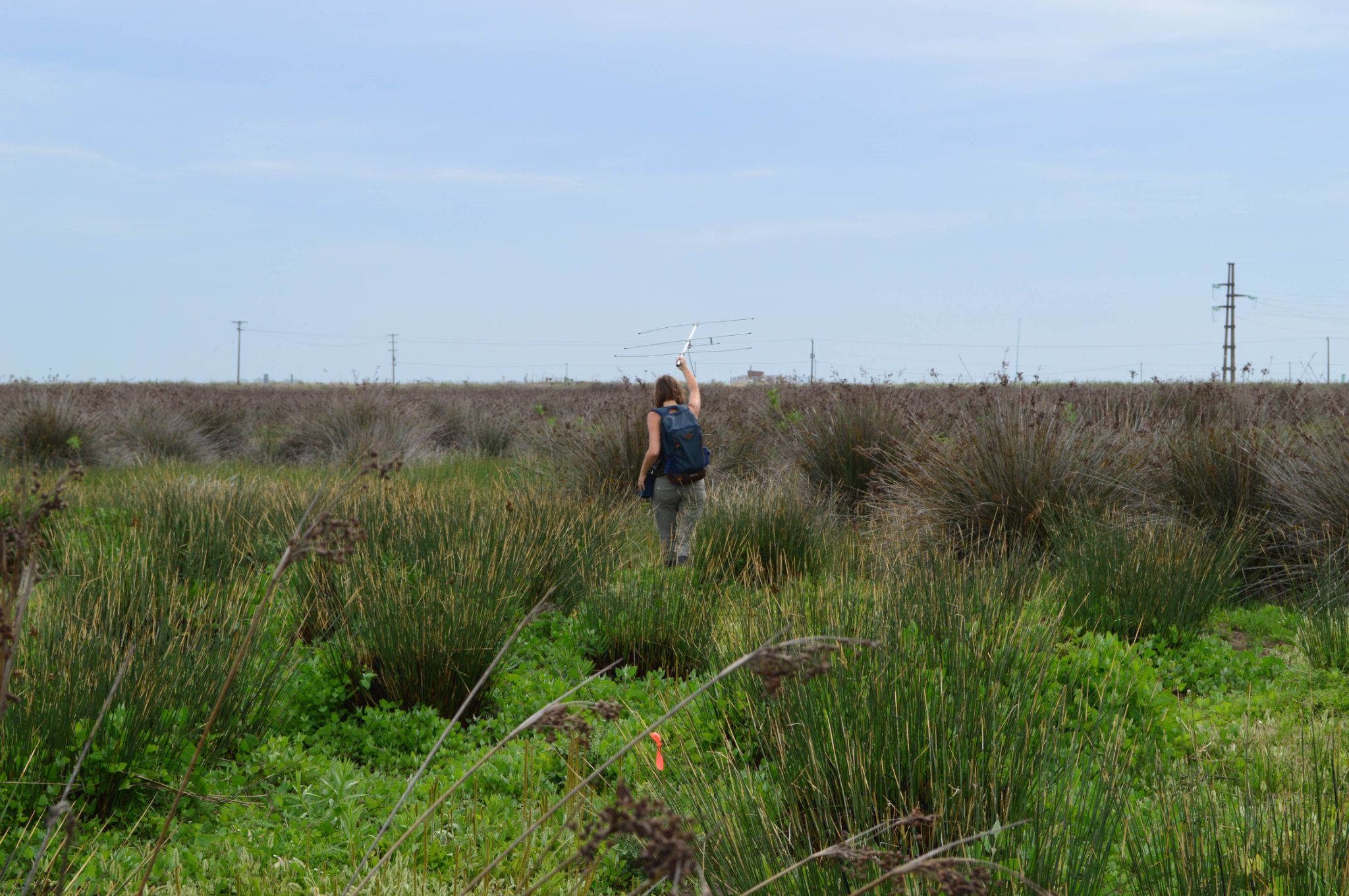 Radiotelemetry tracking conducted in the study area   Photographed by Gabriela Agostini